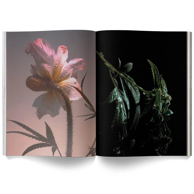 A Weed Is A Flower Book - ONFEMME By Lindsey's Kloset