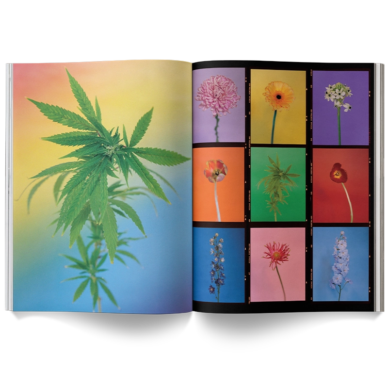 A Weed Is A Flower Book - ONFEMME By Lindsey's Kloset